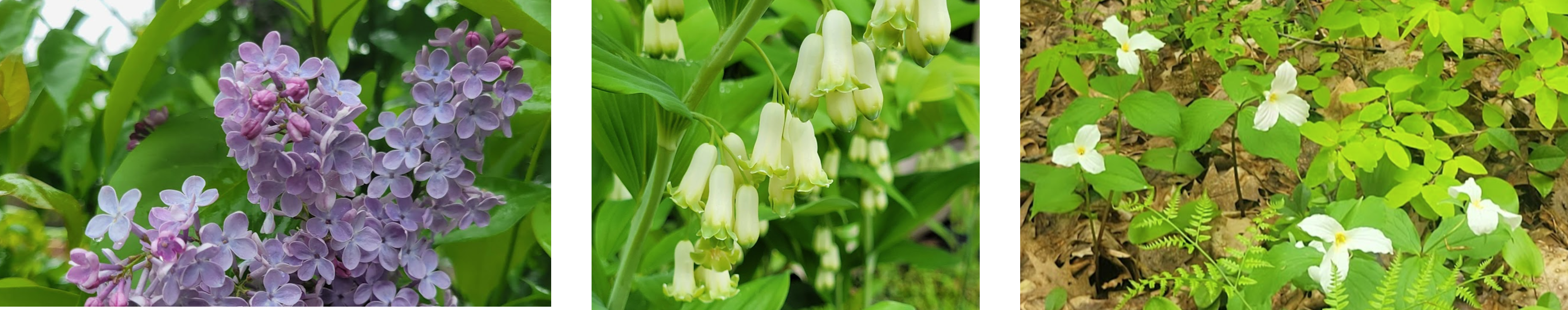 lily of the valley